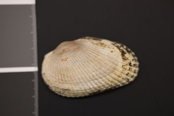 Media type: image;   Malacology 186564 Description: Preserved specimen.;